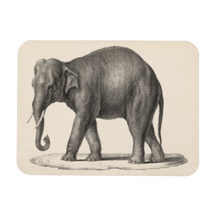 Íman Desenho do Elefante Brodtmann