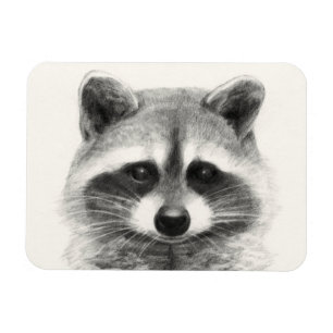 Íman Desenho do Lápis de Raccoon