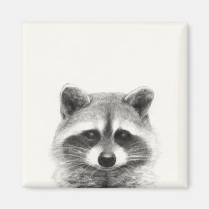 Íman Desenho do Lápis Raccoon