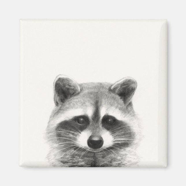 Íman Desenho do Lápis Raccoon (Frente)