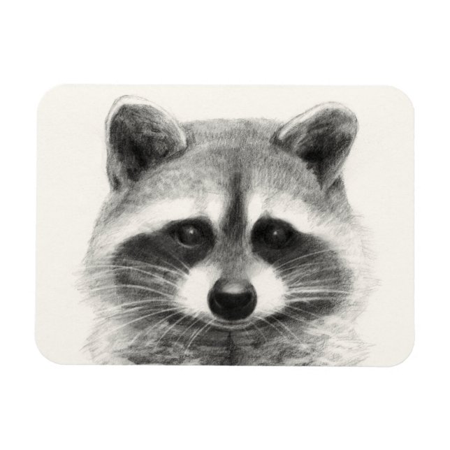 Íman Desenho do Lápis Raccoon (Horizontal)