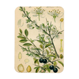 Íman Desenho Floral Antiquado De Impressão Botânico