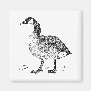 Íman Desenho Natural De Ganso Canadense De Belas Artes