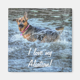 Íman Desenhos de cães para amantes de animais de compan