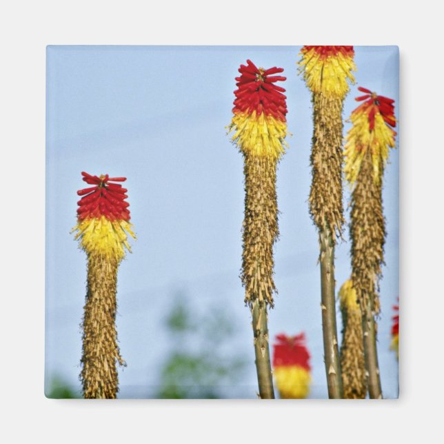 Íman Desert bloom, fora de Phoenix, Arizona, EUA Fl (Frente)