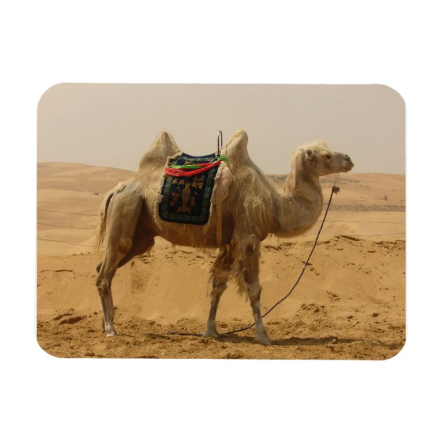 Íman Desert Camel Magnet (Horizontal)
