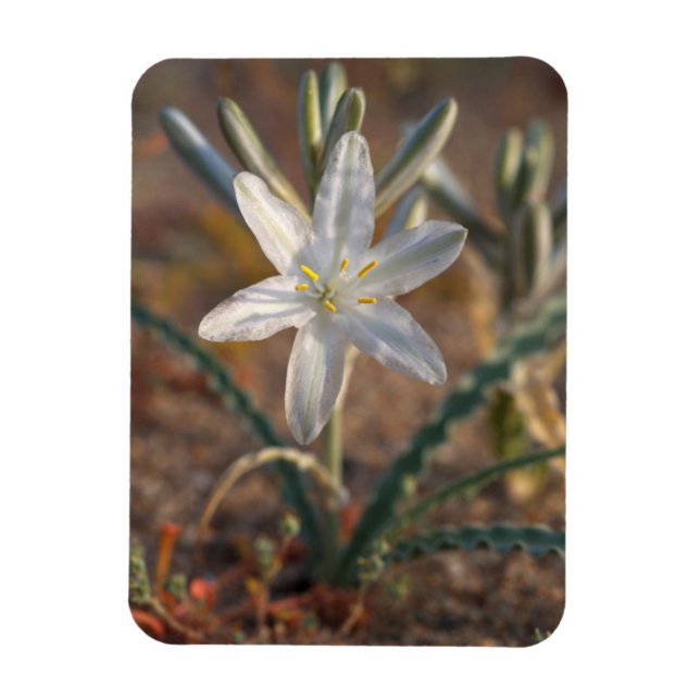Íman Desert Lily Wildflower (Vertical)