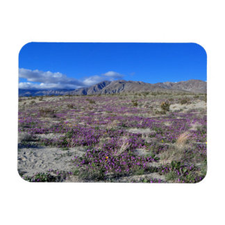 Íman Desert Super Bloom 2019 Borrego Primaveras CA