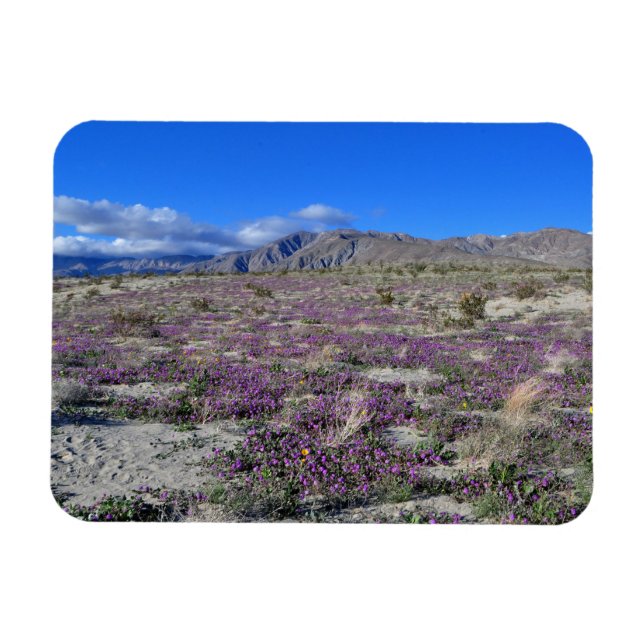 Íman Desert Super Bloom 2019 Borrego Primaveras CA (Horizontal)