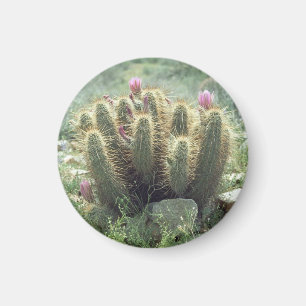Íman Deserto Blooms Cactus Refrigerator Magnet