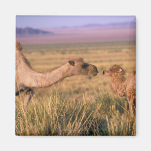 Íman Deserto de Ásia, Mongolia, Gobi, grande Gobi