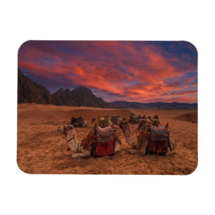 Íman Desertos Camels Sinai Mounts Egito