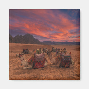 Íman Desertos Camels Sinai Mounts Egito