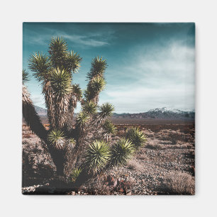 Íman Desertos Cholla Cactus