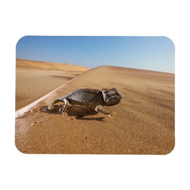 Íman Desertos | Namaqua Chameleon no Deserto (Horizontal)