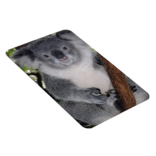 Íman Destiny Zazzle Cute Coala Também Outback