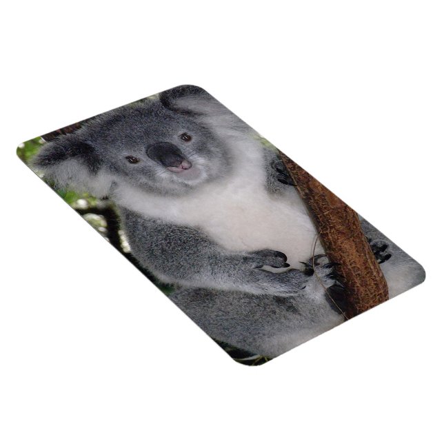 Íman Destiny Zazzle Cute Coala Também Outback (Lado Direito)