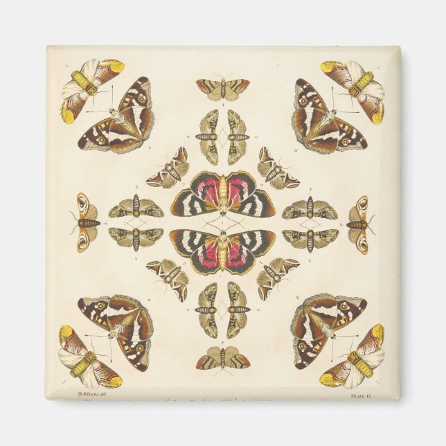 Íman Detalhe da placa VI (Frente)