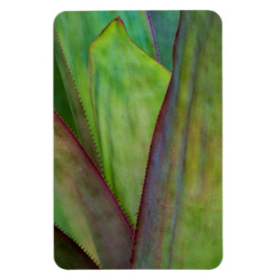 Íman Detalhe da Planta Agave