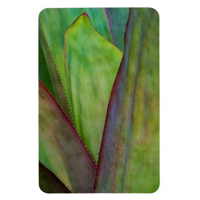 Íman Detalhe da Planta Agave (Vertical)