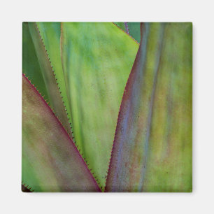 Íman Detalhe da Planta Agave
