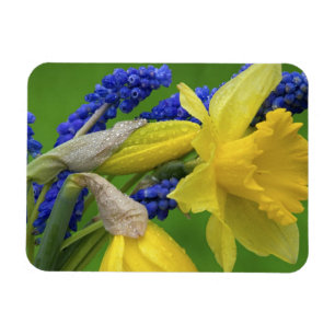 Íman Detalhe das flores de daffodil e hyacinth. Crédit