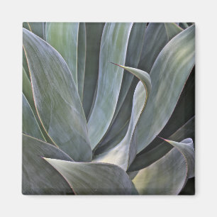 Íman Detalhe desvanecido de Succulant, 2017