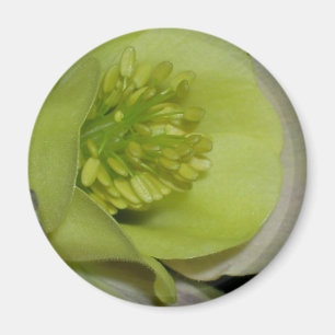 Íman Detalhe floral