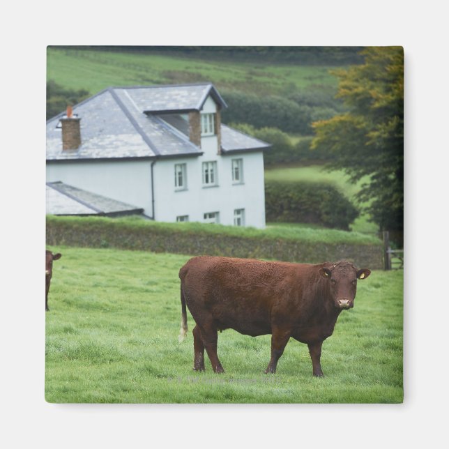 Íman Devon, Inglaterra (Frente)