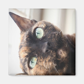 Íman Devon Rex Cat Magnet