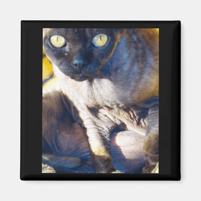 Íman Devon Rex imã de geladeira (Frente)