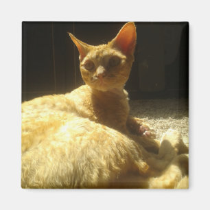 Íman Devon rex laranja