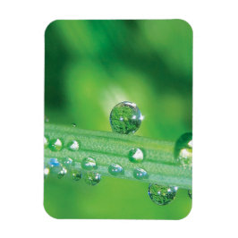 Íman Dew Drop on Green Grass Meditation