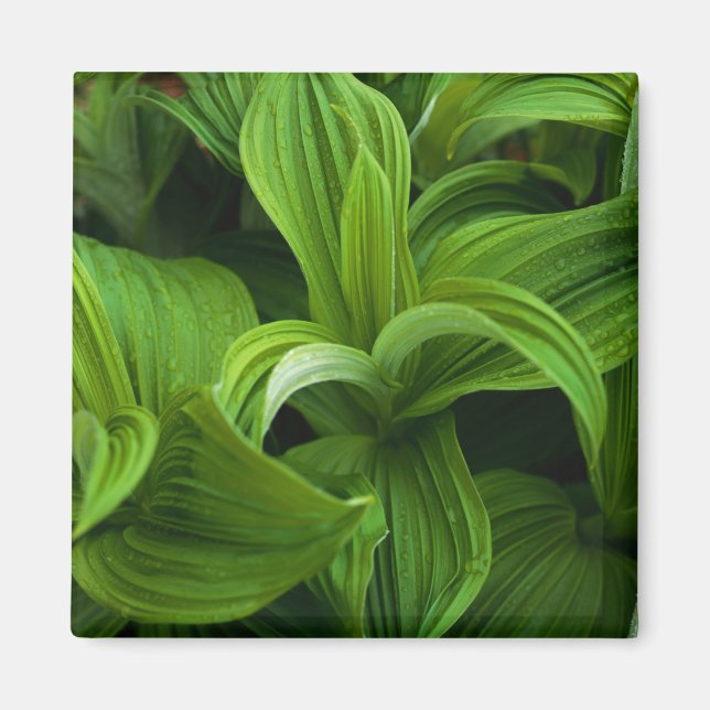 Íman Dewdrops em um Falso Helaborado (Frente)