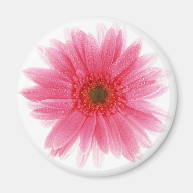 Íman Dewy Pink Gerbera Flower (Frente)