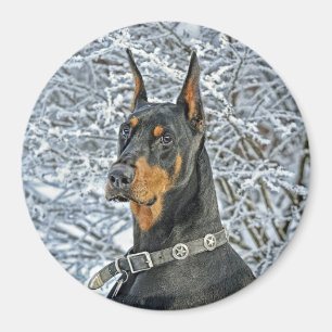 Íman Dia de Fosty do Doberman