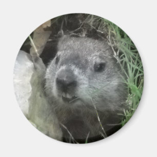 Íman Dia de Groundhog
