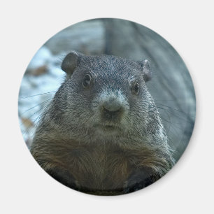 Íman Dia de Groundhog!