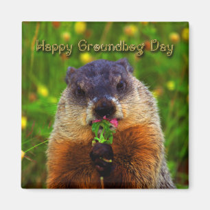 Íman Dia de Groundhog feliz que come a flor
