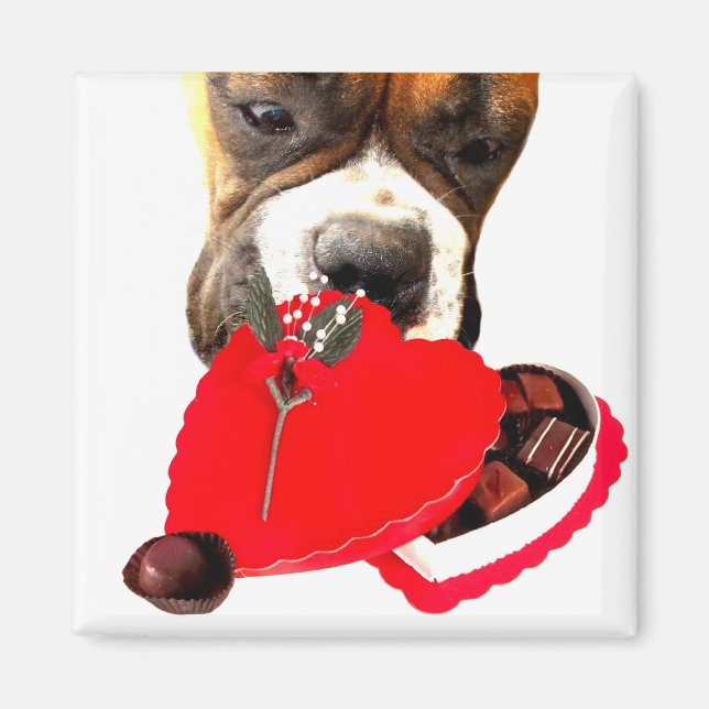 Íman Dia de os namorados Boxer com ímã de chocolates (Frente)