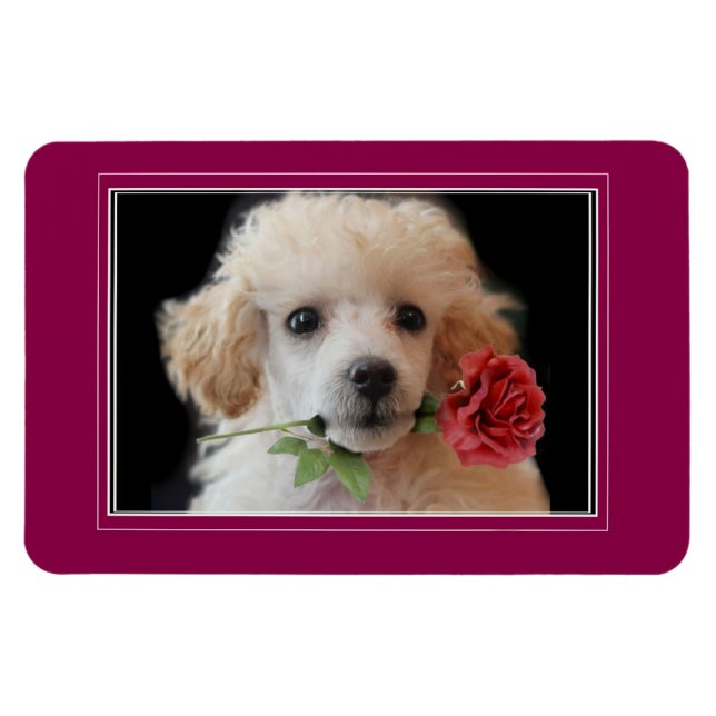 Íman Dia de os namorados Toy poodle puppy 4x6 foto magn (Horizontal)
