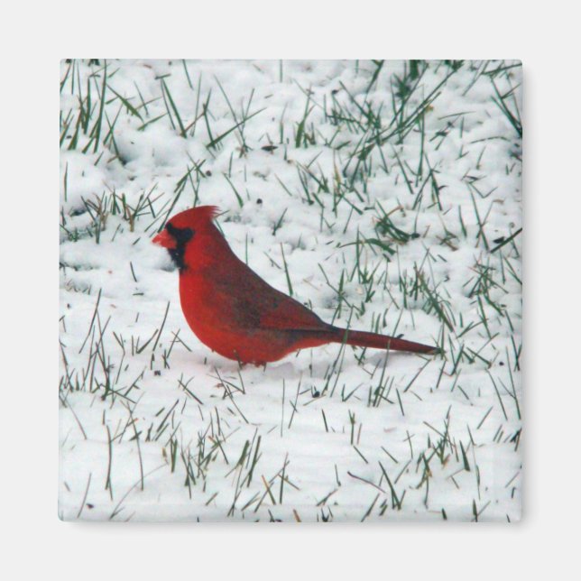 Íman Dia dos Namorados Cardinal  (Frente)