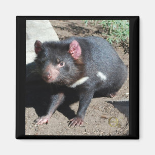Íman Diabo tasmaniano