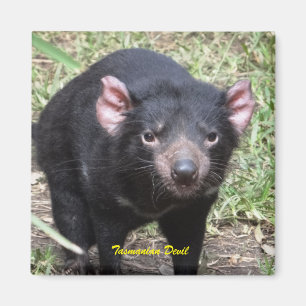 Íman Diabo tasmaniano