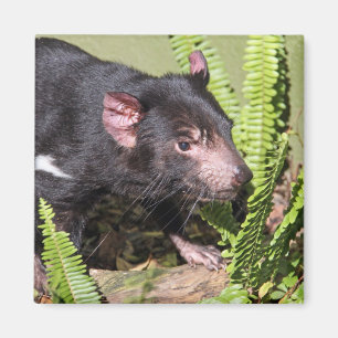 Íman Diabo tasmaniano, Austrália