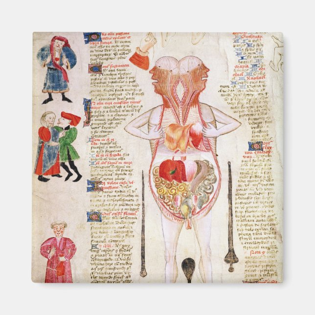 Íman Diagrama anatômico (Frente)