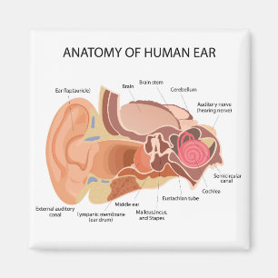 Íman Diagrama anatômico do coração