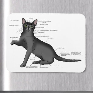 Íman Diagrama de Anatomia de Gato Engraçado Humor Nerd