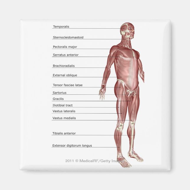 Íman Diagrama do sistema muscular (Frente)