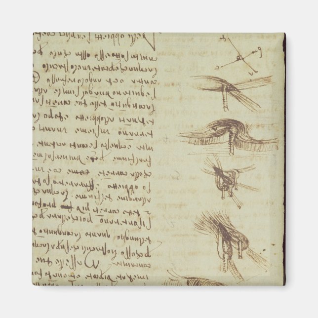 Íman Diagramas científicos (Frente)